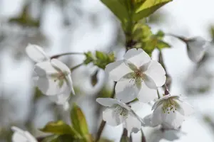 prunus serr. 'amanogawa' (HOcm) - afbeelding 4