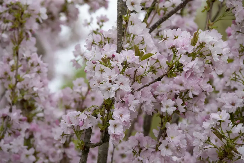 prunus serr. 'amanogawa' (HOcm) - afbeelding 5