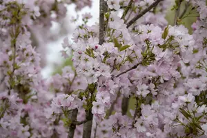 prunus serr. 'amanogawa' (HOcm) - afbeelding 5