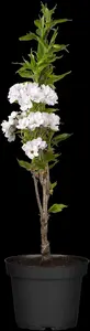 prunus serr. 'amanogawa' (HOcm) - afbeelding 2