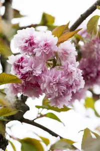 Prunus serr. 'Kanzan' 20/25 HO C - afbeelding 5