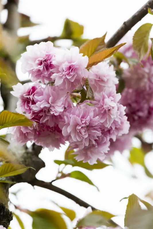 Prunus serr. 'Kanzan' 250-300   C150 MRST - afbeelding 5