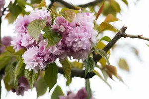 Prunus serr. 'Kanzan' 250-300   C150 MRST - afbeelding 3