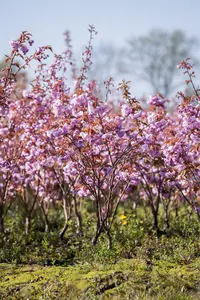 prunus serr. 'kanzan' (350-400 cm) - afbeelding 4