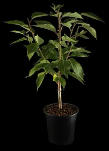 prunus serr. 'kanzan' (350-400 cm) - afbeelding 5