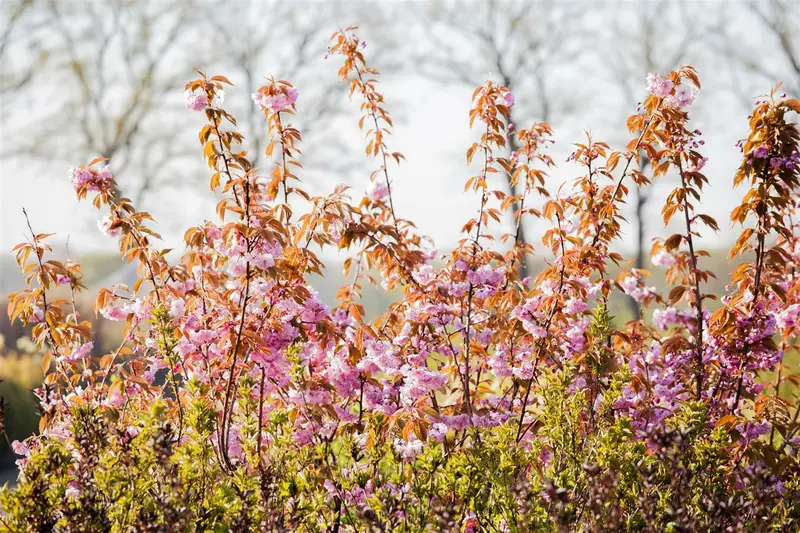 prunus serr. 'kanzan' (350-400 cm) - afbeelding 5