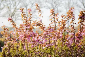 prunus serr. 'kanzan' (350-400 cm) - afbeelding 5