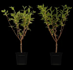 prunus serr. 'kanzan' (350-400 cm) - afbeelding 3