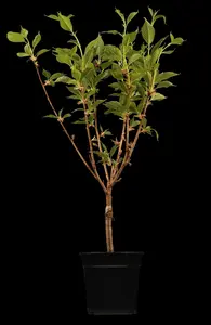 prunus serr. 'kanzan' (350-400 cm) - afbeelding 2