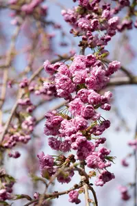 prunus serr. 'kiku-shidare-zakura' 10/12 C30 - afbeelding 5