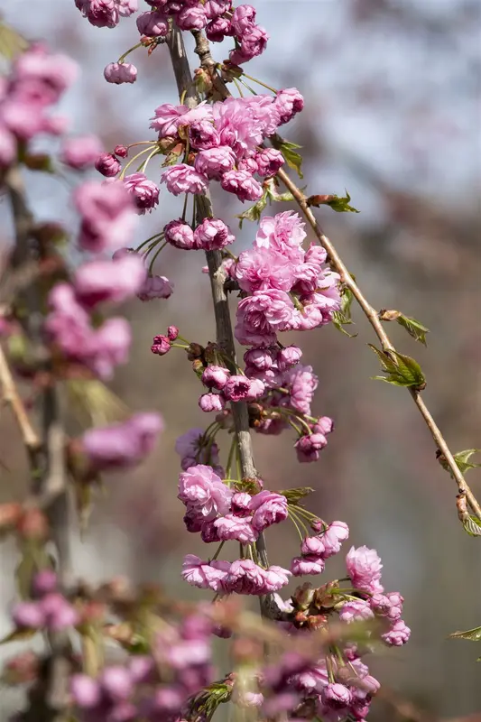 Prunus serr. 'Kiku-shidare-zakura' 14/16 HO C - afbeelding 5