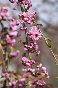 Prunus serr. 'Kiku-shidare-zakura' 14/16 HO C - afbeelding 5