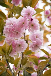 Prunus serr. 'Pink Perfection' 6/ 8 HO C