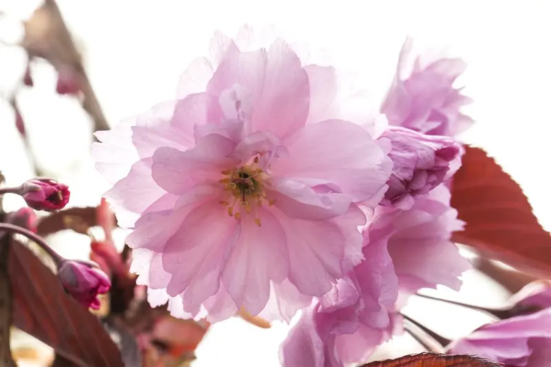 Prunus serr. 'Royal Burgundy' 12/14 HO C - afbeelding 3