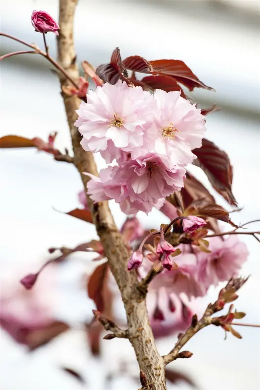 Prunus serr. 'Royal Burgundy' 6/ 8 HO BW - afbeelding 1