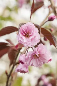 prunus serr. 'royal burgundy' 8/10 C - afbeelding 2