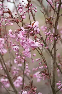 prunus serr. 'royal burgundy' 8/10 C - afbeelding 4