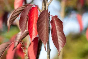 prunus serr. 'royal burgundy' 8/10 C - afbeelding 5