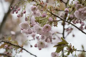 Prunus serr. 'Shiro-fugen' ( 'fugenzo') HALFST. C18