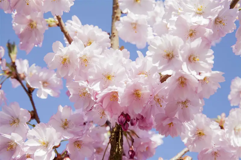 Prunus serr. 'Sunset Boulevard' 12/14 HO C - afbeelding 2