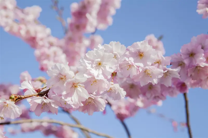 Prunus serr. 'Sunset Boulevard' 12/14 HO C - afbeelding 3