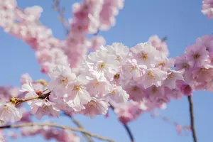 Prunus serr. 'Sunset Boulevard' 12/14 HO C - afbeelding 3