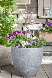 Prunus serr. 'Sunset Boulevard' 8/10 HO BW