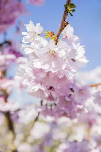 Prunus serr. 'Sunset Boulevard' 8/10 HO BW - afbeelding 4