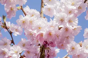 Prunus serr. 'Sunset Boulevard' 8/10 HO BW - afbeelding 2