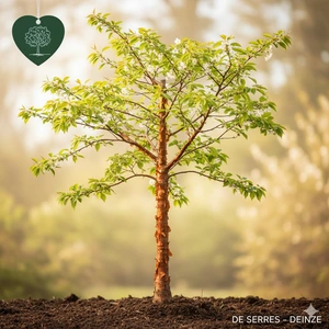 Prunus serrula  (350-400)