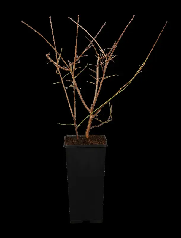 prunus spinosa (150-175 cm) - afbeelding 1