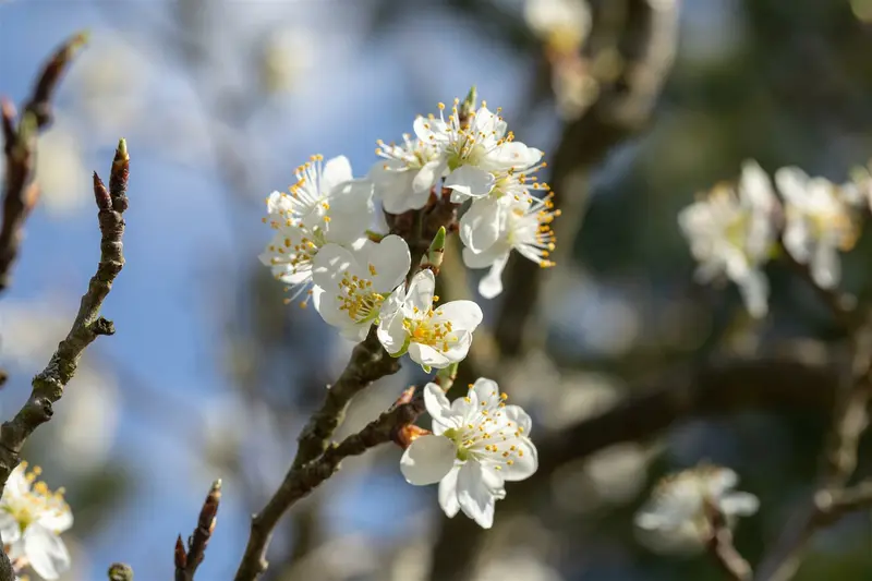 prunus spinosa (150-175 cm) - afbeelding 3