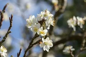 prunus spinosa (150-175 cm) - afbeelding 3
