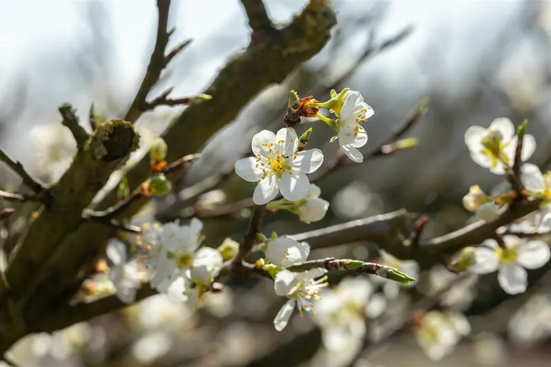 prunus spinosa (150-175 cm) - afbeelding 4