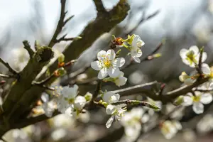 prunus spinosa (150-175 cm) - afbeelding 4