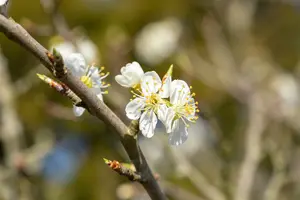 prunus spinosa (150-175 cm) - afbeelding 5