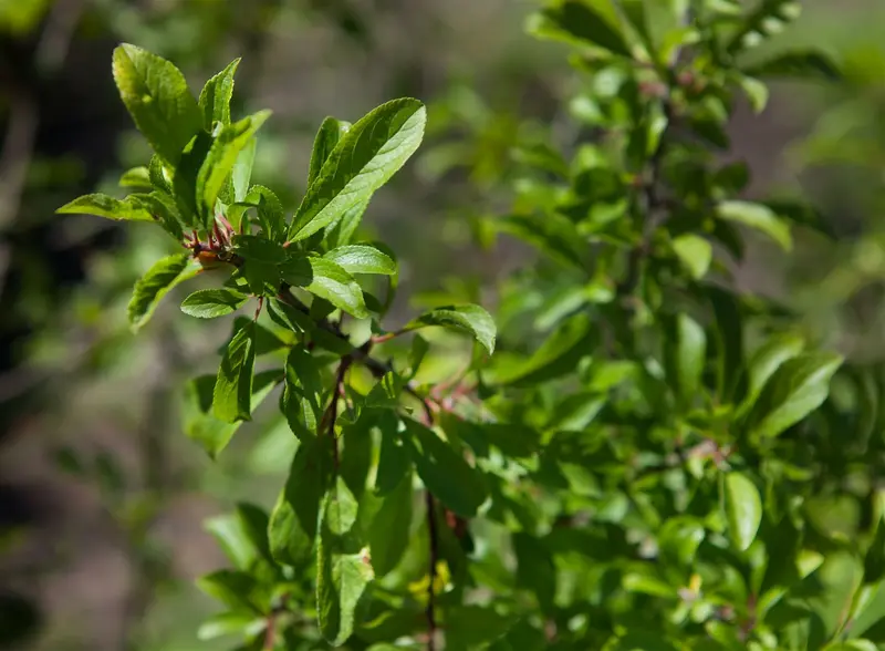 prunus spinosa (150-175 cm) - afbeelding 2