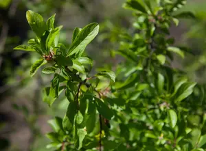 prunus spinosa (150-175 cm) - afbeelding 2