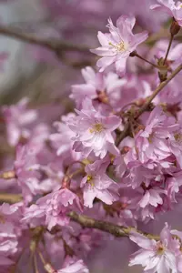 Prunus subh. 'Autumnalis' 200-250   C50 MRST