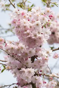 Prunus subh. 'Autumnalis Rosea' 200-250   C50 MRST - afbeelding 2