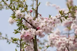 Prunus subh. 'Autumnalis Rosea' 200-250 C50 MRST