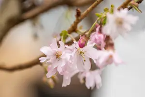 Autumnalis Rosea - afbeelding 3