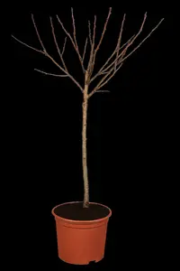 Prunus subh. 'Dahlem' 14/16 HO C - afbeelding 1