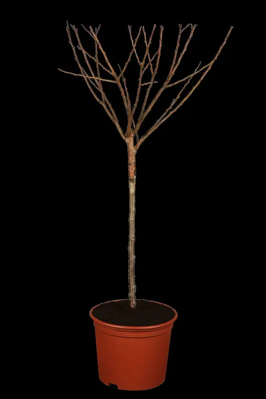 Prunus subh. 'Dahlem' 14/16 HO C - afbeelding 2