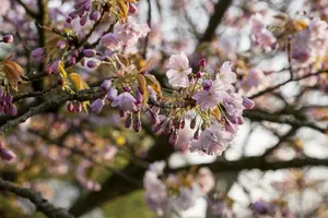 Prunus subh. 'Dahlem' 16/18 HO C - afbeelding 4