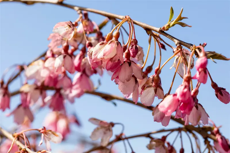 Prunus subh. 'Pendula Rubra' STAM/120 C20 - afbeelding 2
