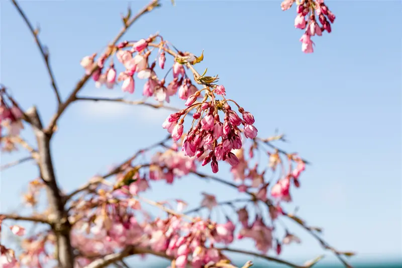 Prunus subh. 'Pendula Rubra' STAM/120 C20 - afbeelding 3