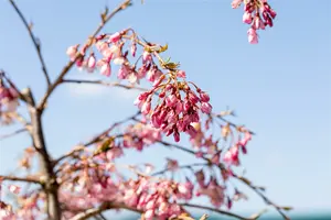 Prunus subh. 'Pendula Rubra' STAM/120 C20 - afbeelding 3