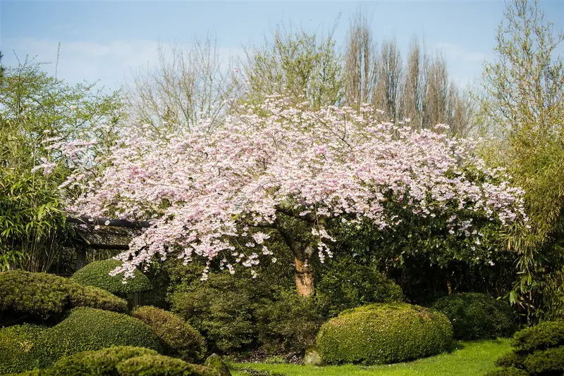 Prunus subh. 'Pendula Rubra' STAM/120 C20 - afbeelding 1
