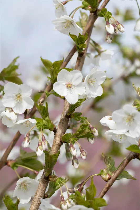 Prunus 'The Bride' 250-300   DKL MRST EXTRA